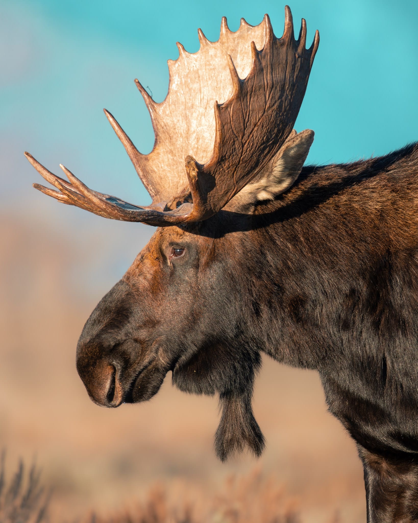 Close-up profile of a bull moose with wide velvet antlers, the setting for the Moose & Mountains Grand Teton wildlife photography tour
