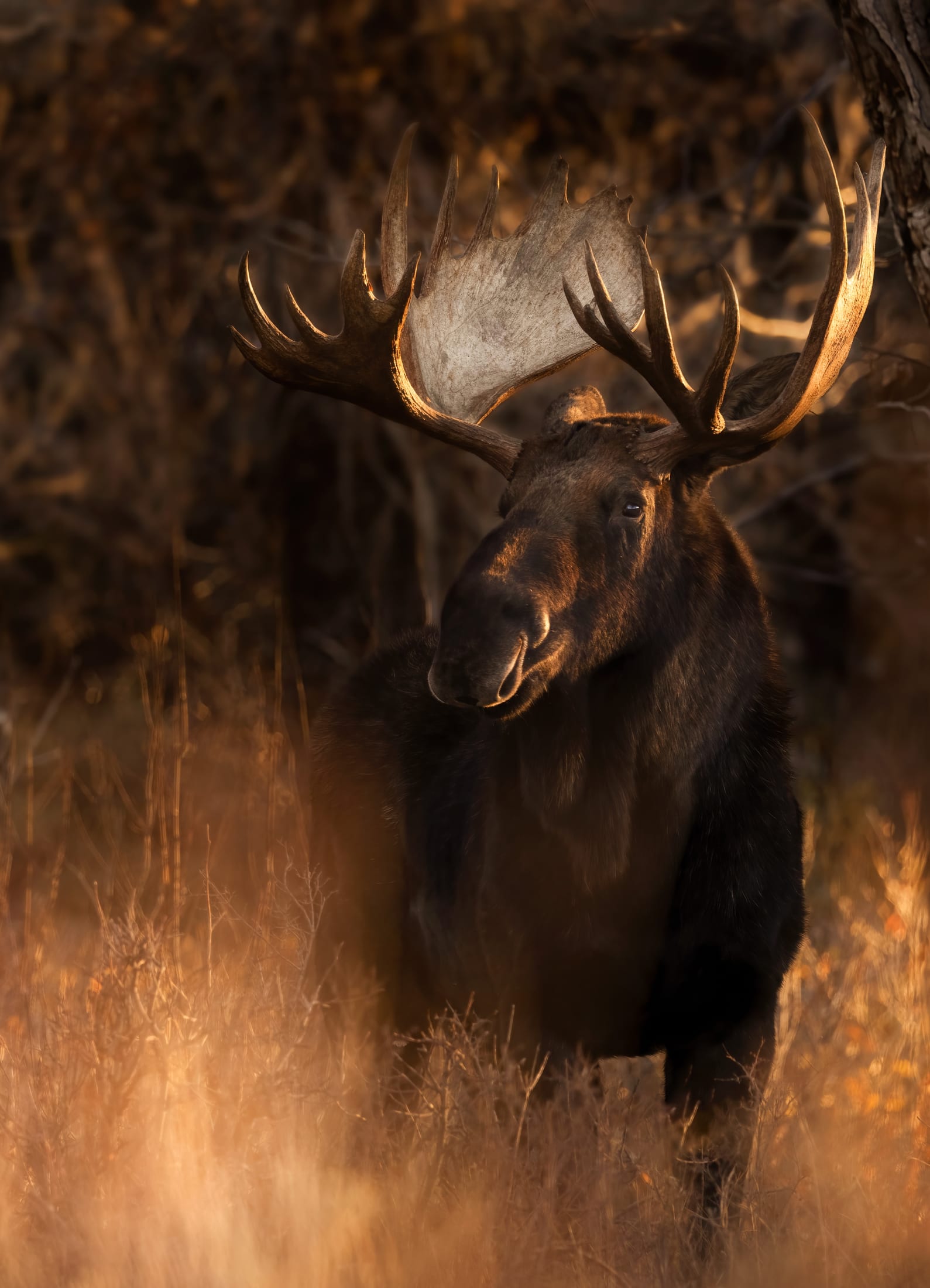 Bull moose backlit at golden hour, standing among autumn brush in Grand Teton National Park