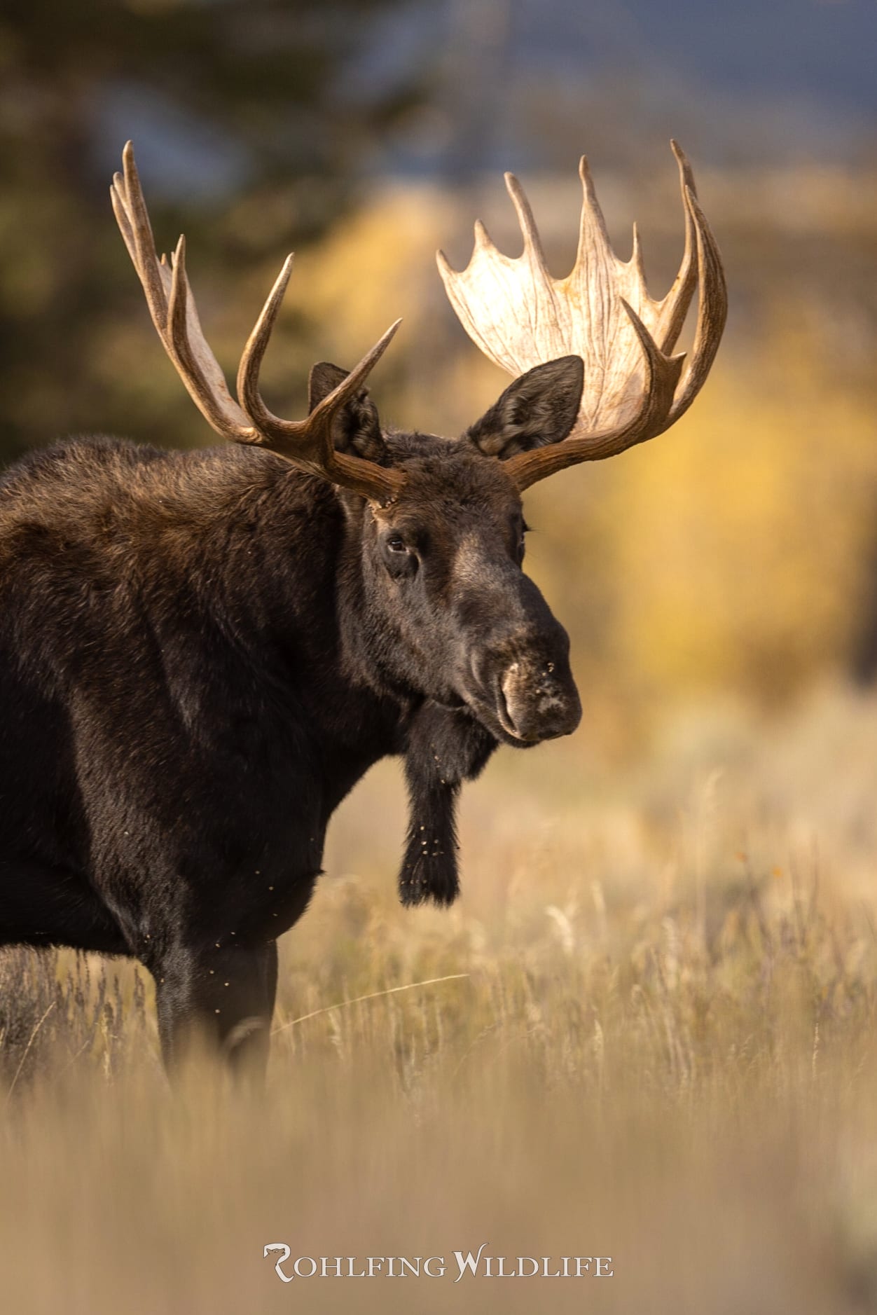 Front-facing portrait of a bull moose with wide palmate antlers against a hazy pale sky
