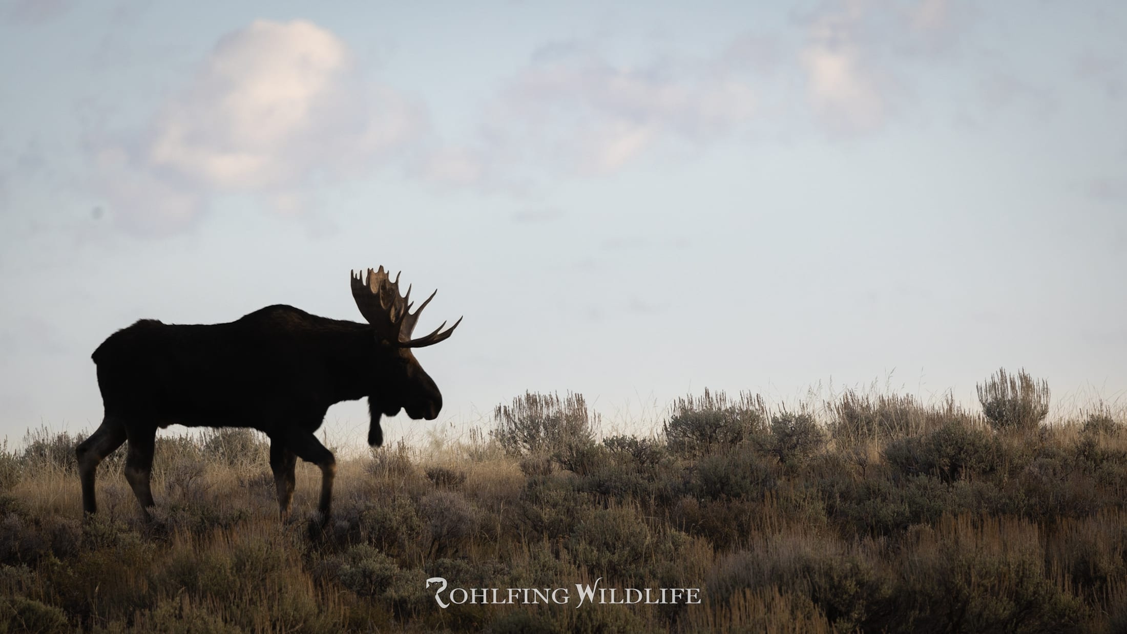 Silhouette of a bull moose walking through sagebrush at dusk