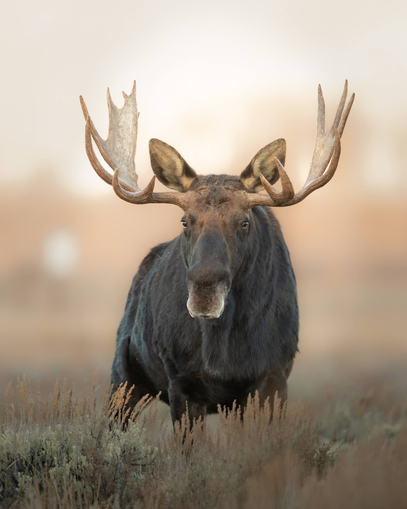 Front-facing portrait of a bull moose with wide palmate antlers backlit by warm dawn light