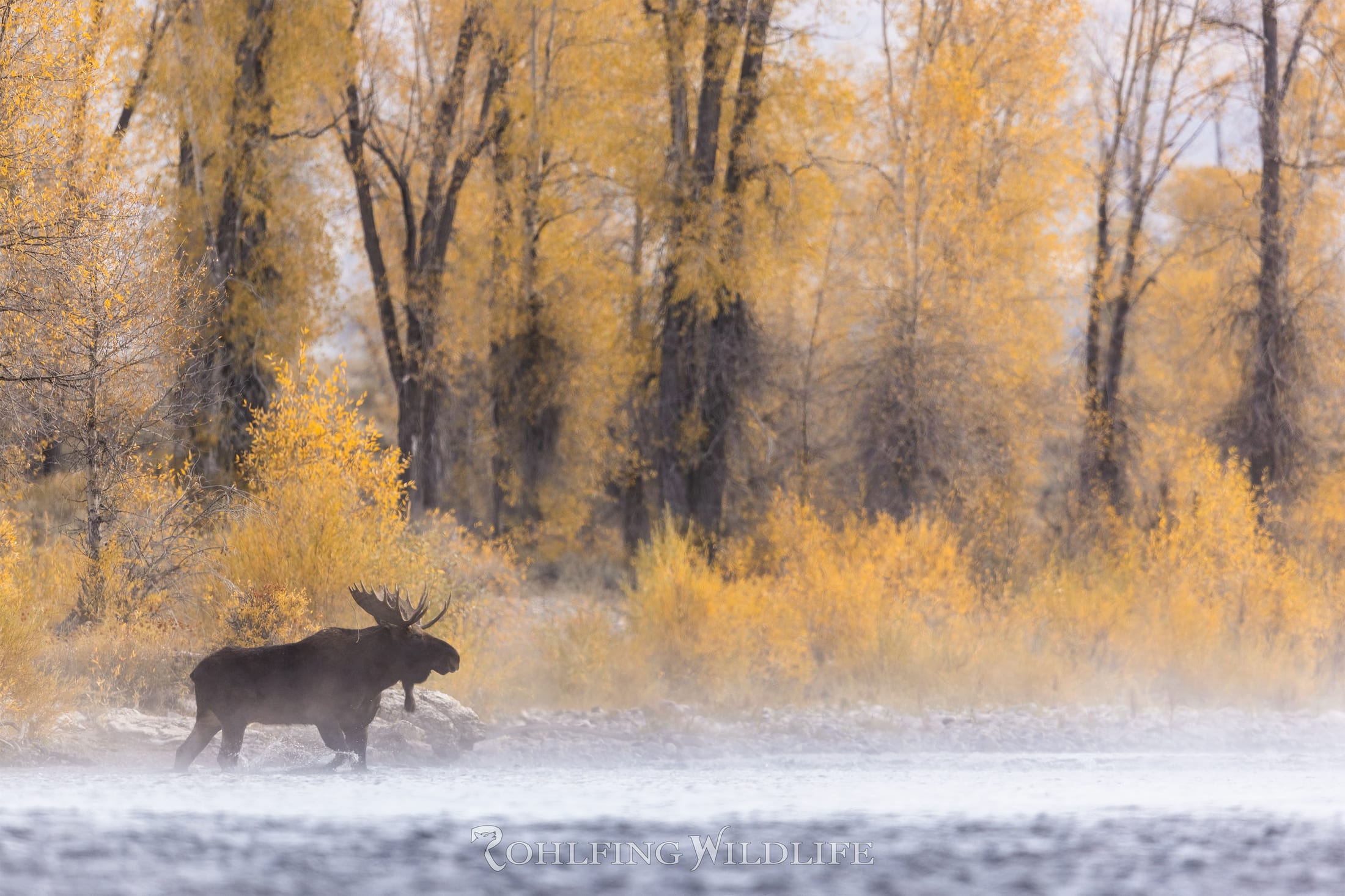 Bull moose wading through a misty river lined with golden autumn cottonwoods
