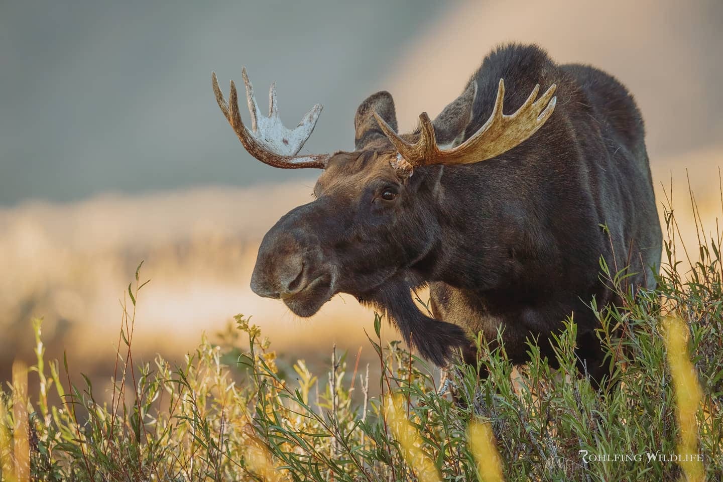 Bull moose grazing among green willows in Grand Teton National Park