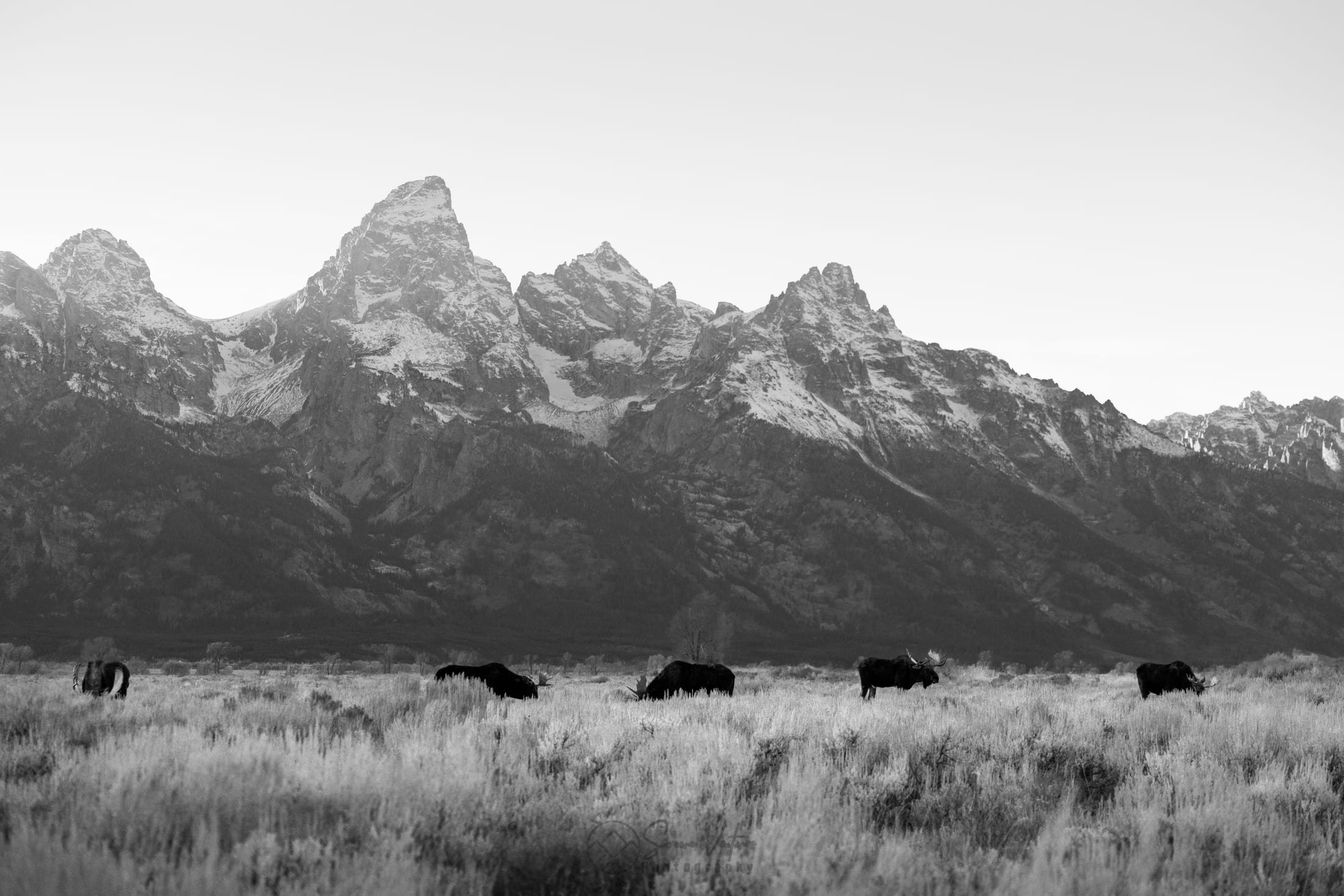 Black and white photograph of several moose grazing on the sagebrush flats beneath the Grand Teton mountain range