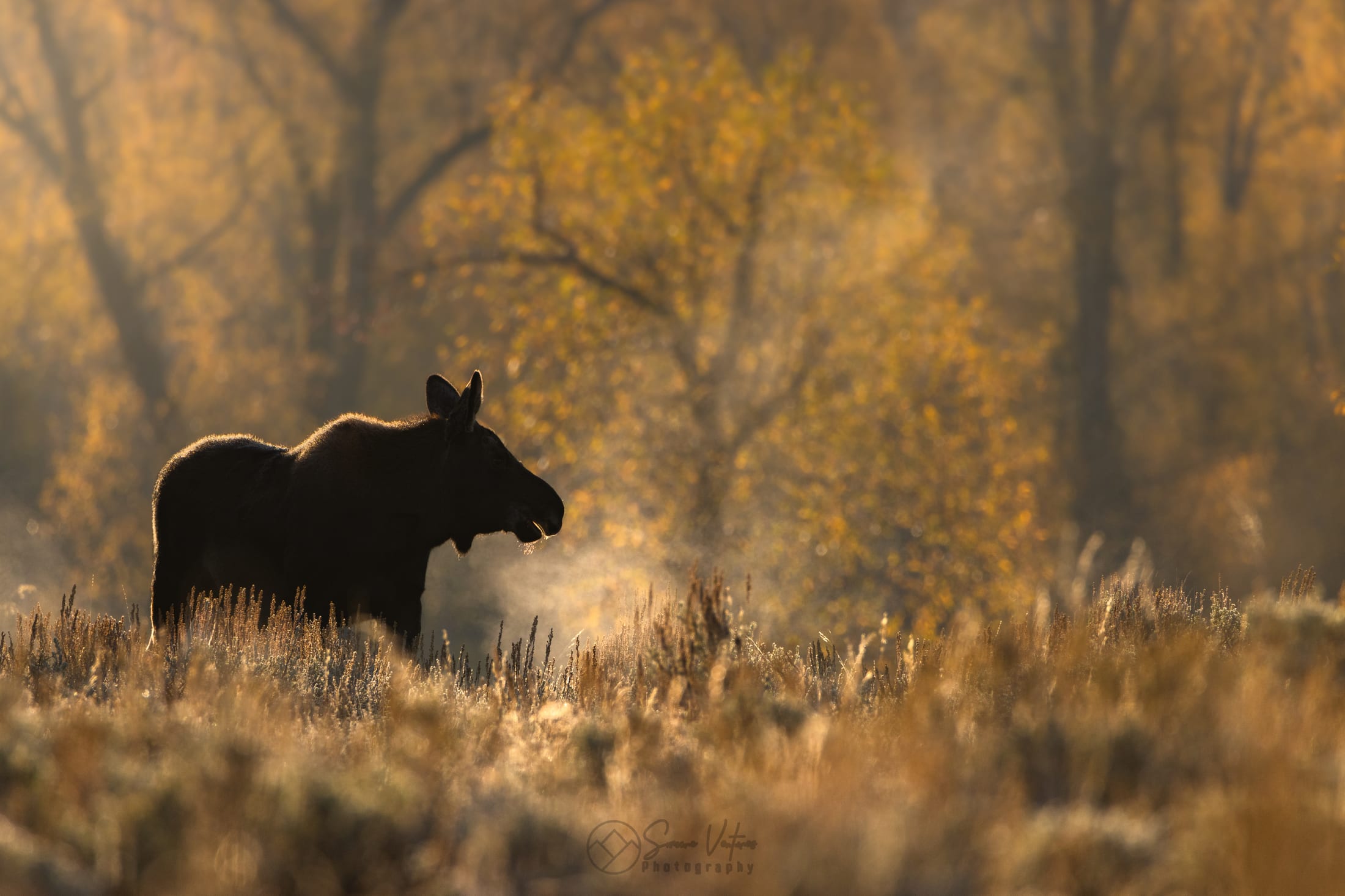 Silhouette of a moose backlit by golden autumn foliage, its breath visible in the cold morning air