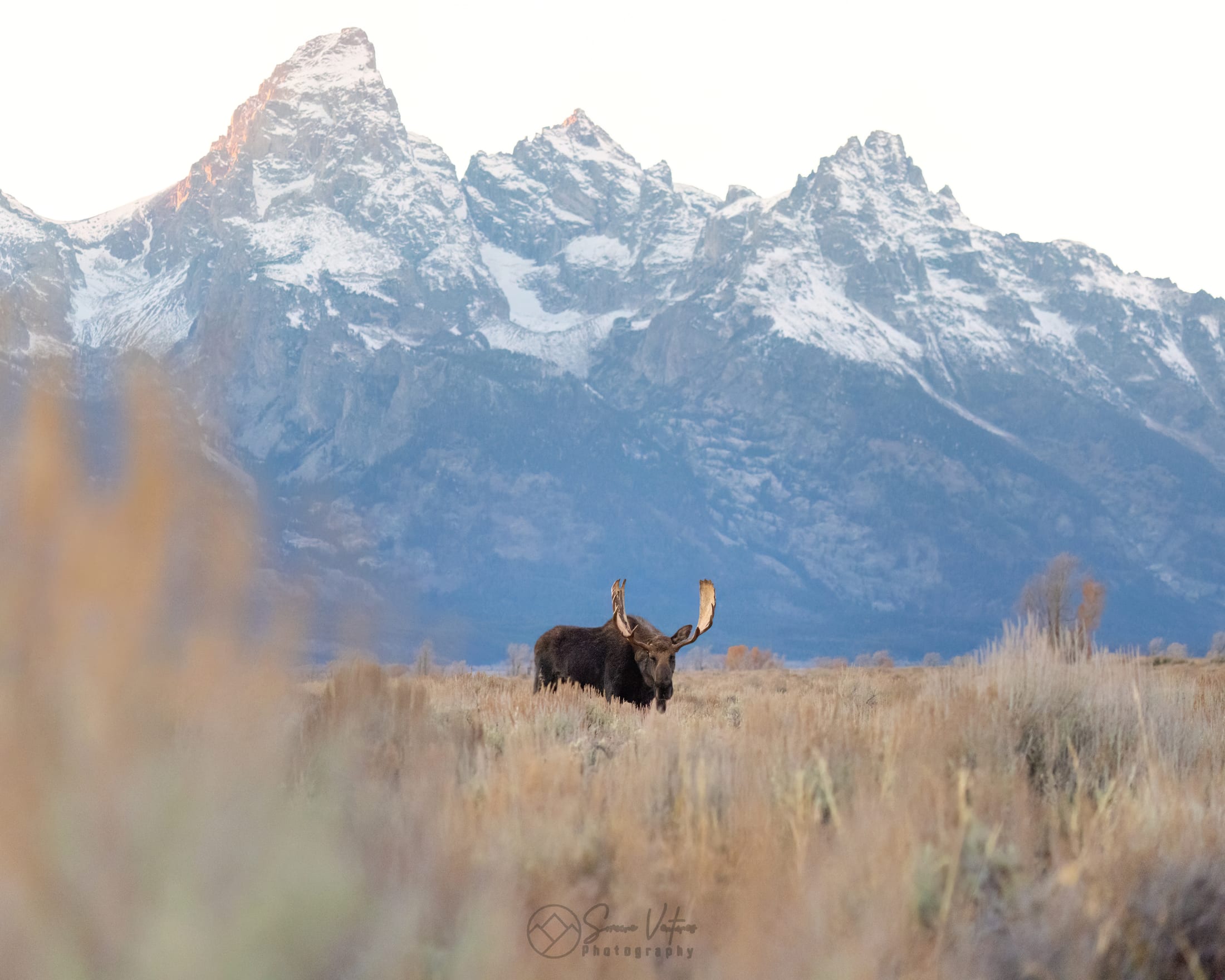 Bull moose standing in a sagebrush meadow beneath the snow-capped Grand Teton peaks