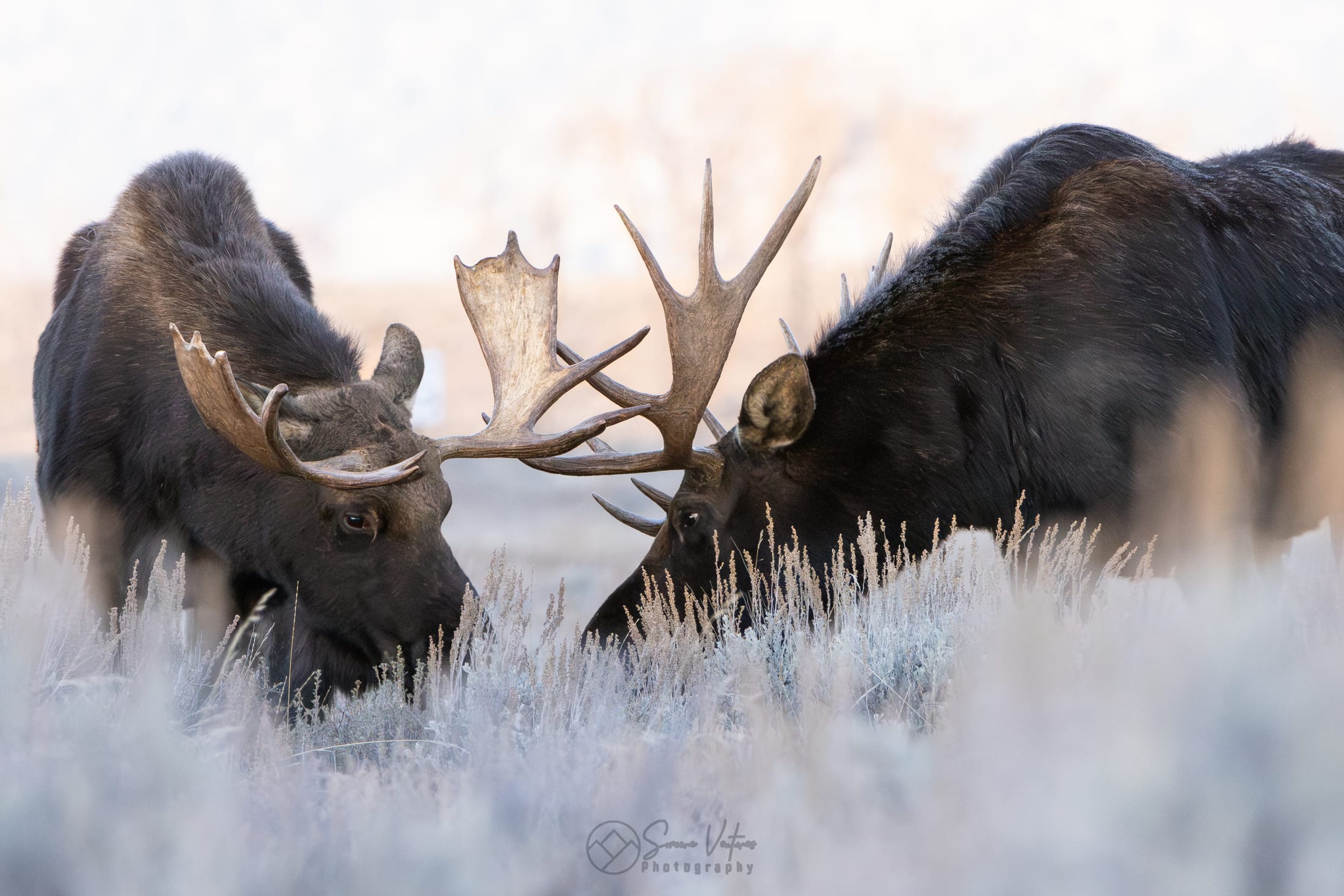 Two bull moose locking antlers while sparring in a frosted meadow