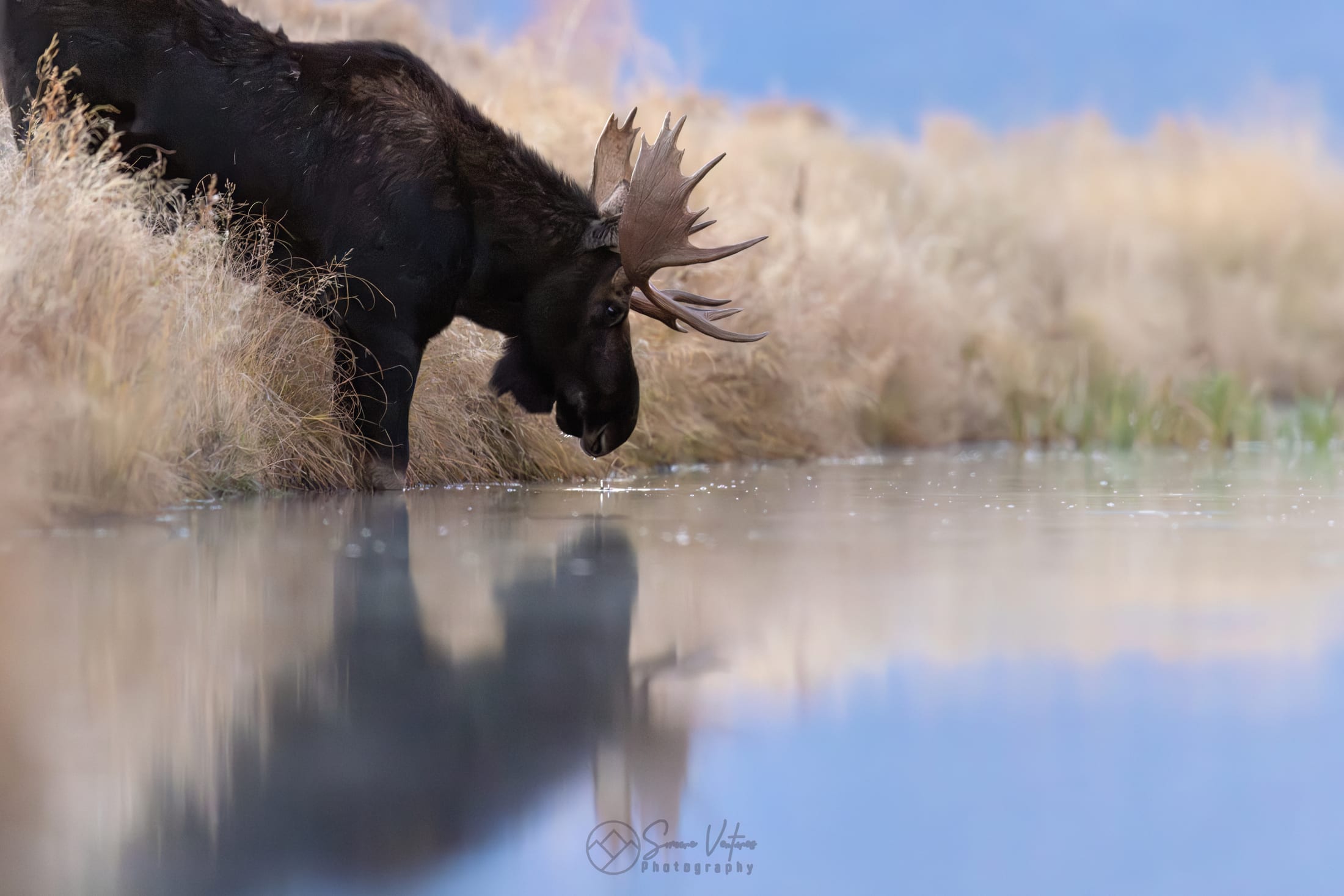 Bull moose drinking from a still pond with its reflection mirrored in the water